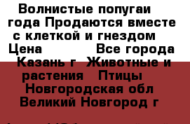 Волнистые попугаи, 2 года.Продаются вместе с клеткой и гнездом. › Цена ­ 2 800 - Все города, Казань г. Животные и растения » Птицы   . Новгородская обл.,Великий Новгород г.